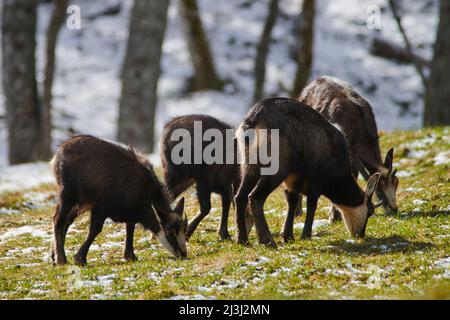 Gämsen in freier Wildbahn Stockfoto