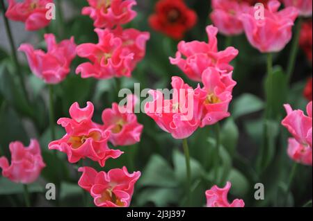 Rosa Coronet Tulpen (Tulipa) die Krone der Dynastie blüht im März in einem Garten Stockfoto