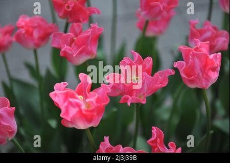 Rosa Coronet Tulpen (Tulipa) die Krone der Dynastie blüht im März in einem Garten Stockfoto