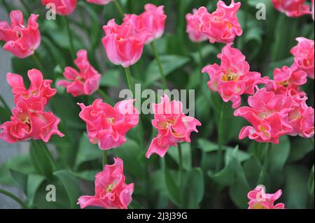 Rosa Coronet Tulpen (Tulipa) die Krone der Dynastie blüht im März in einem Garten Stockfoto