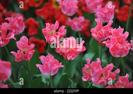 Rosa Coronet Tulpen (Tulipa) die Krone der Dynastie blüht im März in einem Garten Stockfoto