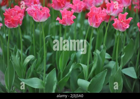 Rosa Coronet Tulpen (Tulipa) die Krone der Dynastie blüht im März in einem Garten Stockfoto