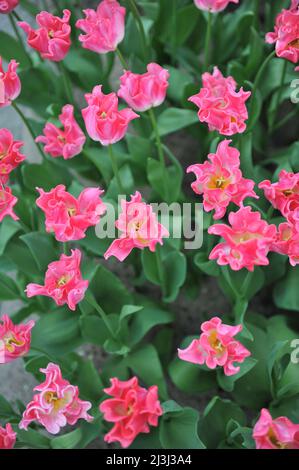 Rosa Coronet Tulpen (Tulipa) die Krone der Dynastie blüht im März in einem Garten Stockfoto