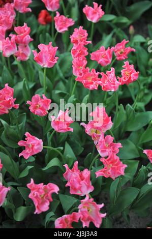 Rosa Coronet Tulpen (Tulipa) die Krone der Dynastie blüht im März in einem Garten Stockfoto