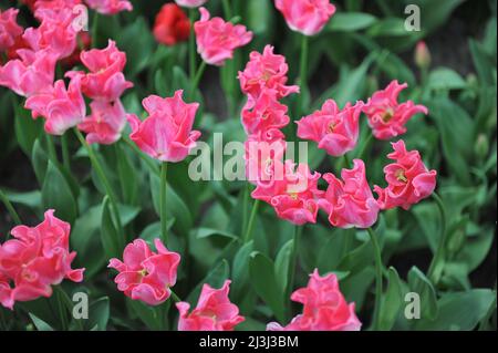 Rosa Coronet Tulpen (Tulipa) die Krone der Dynastie blüht im März in einem Garten Stockfoto