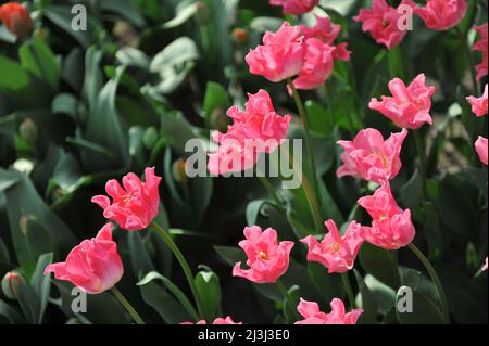 Rosa Coronet Tulpen (Tulipa) die Krone der Dynastie blüht im März in einem Garten Stockfoto