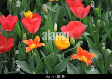Rote, orange, gelbe und weiße Mischung aus Darwin Hybrid Tulpen (Tulipa) Darwin Mix blüht im März in einem Garten Stockfoto