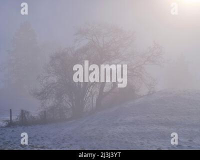 Wintermorgen im Fünfseenland, Gemeinde Pähl Stockfoto