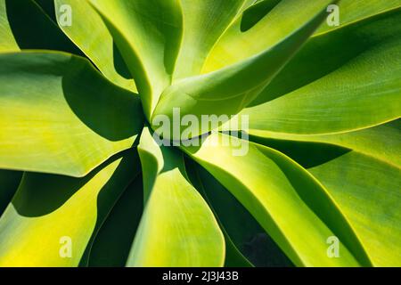 Scharfe Spitzen Agave Pflanze Blättern zusammen bündeln. Stockfoto