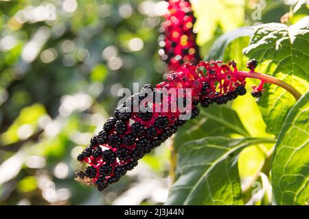 Kräuterpflanze: Indischer Pokeweed (Phintolacca acinosa), der lokal verwendet wird, um Schmerzen zu lindern. Es hat antiasthmatische, antimykotische, schleimlösende, antibakterielle Stockfoto