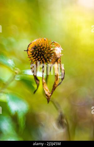 Lila Konelblume im Garten, Echinacea puppharnstoff, Nahaufnahme, verschwommener Blumenhintergrund, abstraktes kreisförmiges Bokeh Stockfoto