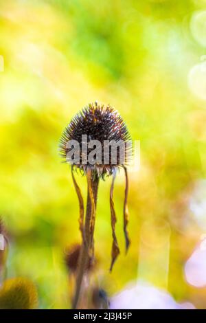 Lila Konelblume im Garten, Echinacea puppharnstoff, Nahaufnahme, verschwommener Blumenhintergrund, abstraktes kreisförmiges Bokeh Stockfoto