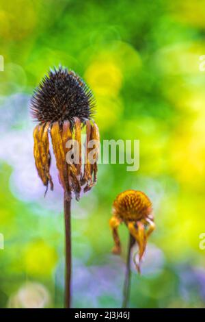 Lila Konelblume im Garten, Echinacea puppharnstoff, Nahaufnahme, verschwommener Blumenhintergrund, abstraktes kreisförmiges Bokeh Stockfoto