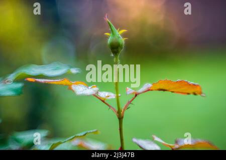 Rosenblüten und Knospen mit Morgentau, Nahaufnahme, defokussierte abstrakte Natur Hintergrund Stockfoto