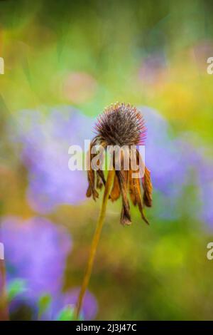 Lila Konelblume im Garten, Echinacea puppharnstoff, Nahaufnahme, verschwommener Blumenhintergrund, abstraktes kreisförmiges Bokeh Stockfoto