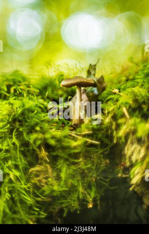 Die Pilze im Herbst im Wald, abstrakt kreisförmiges Bokeh Stockfoto