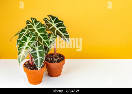 Alocasia Polly oder Alocasia Amazonica und afrikanische Maskenpflanze, in Terrakota-Keramikpflanzen gegossen Stockfoto