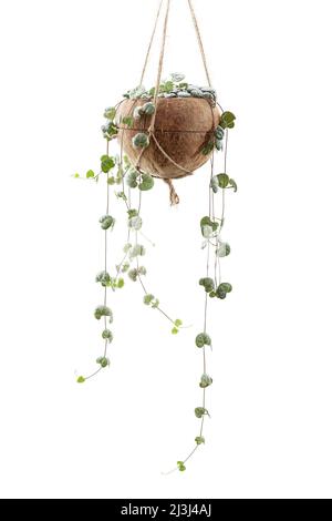 Ceropegia woodii Pflanze oder String der Herzen Zimmerpflanze in DIY Kokosnuss Schale Topf isoliert auf weißem isolierten Hintergrund Stockfoto