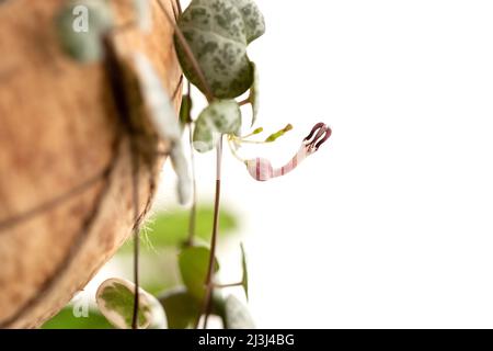 Ceropegia woodii Pflanze blüht. Kette von Herzen Hauspflanze Blüte auf weißem isolierten Hintergrund Stockfoto