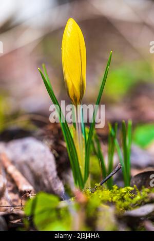 Frühlingsboten, Krokusse (Crocus), Nahaufnahme Stockfoto