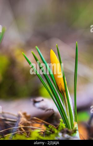 Frühlingsboten, Krokusse (Crocus), Nahaufnahme Stockfoto