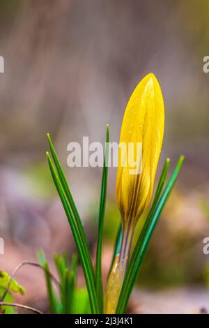 Frühlingsboten, Krokusse (Crocus), Nahaufnahme Stockfoto