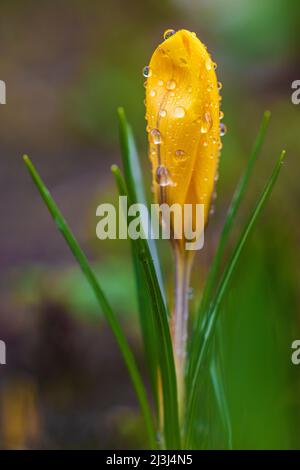 Frühlingsblumen, Krokus (Krokus) mit Tautropfen Stockfoto