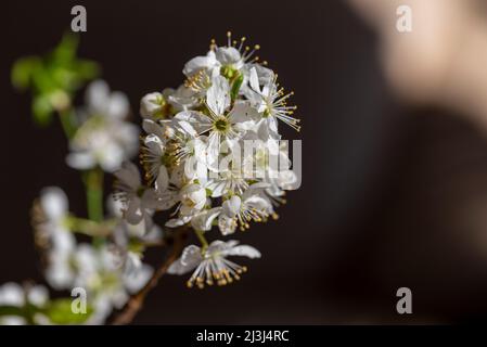 Zweige mit Kirschblüten (Prunus) Stockfoto