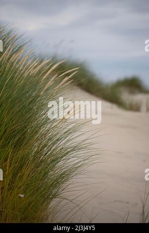 Detail von Dünengras in den Dünen von Langeoog in Deutschland Stockfoto