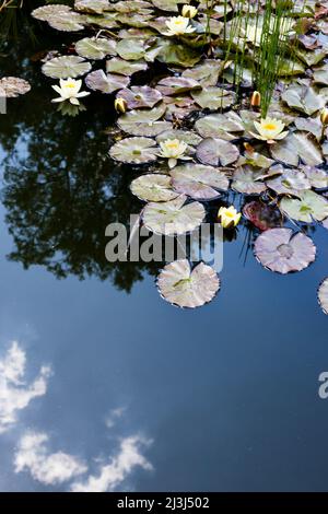 Blühende Seerosen auf einem Teich im Botanischen Garten in Wuppertal Stockfoto