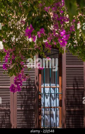 Detail eines halb geschlossenen Fensters hinter üppigen Bougainvillea auf der Insel Mallorca, Spanien Stockfoto