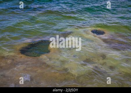 Heiße Quelle am See entlang des Yellowstone Lake im Yellowstone National Park, USA Stockfoto