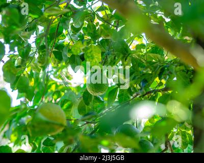 Grüne saure Orange, die auf dem Orangenhain mit grünen Blättern hängt Stockfoto