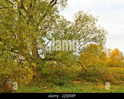 Europa, Deutschland, Hessen, Lahn-Dill-Bergland, Gleiberger Land, Lahnpark, Herbst in den Lahnwiesen, Naturschutzgebiet Sändchen bei Atzbach, alte Steinbrustweide am Ufer der Lahn Stockfoto