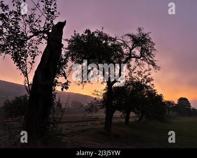 Europa, Deutschland, Hessen, Marburger Land, Morgenstimmung auf den Lahnwiesen bei Kernbach, Bodennebel, Morgenhimmel, Sonnenaufgang, alte Apfelbäume Stockfoto