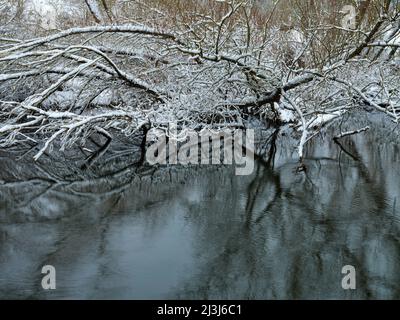 Europa, Deutschland, Hessen, Marburger Land, Winterstimmung auf der Lahn bei Lahntal, Auenwaldvegetation Stockfoto