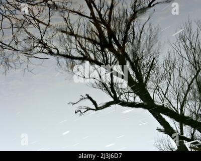 Europa, Deutschland, Hessen, Marburger Land, Baumspiegelung in der Lahn, Nebelatmosphäre, Lahnauen bei Weimar-Roth Stockfoto