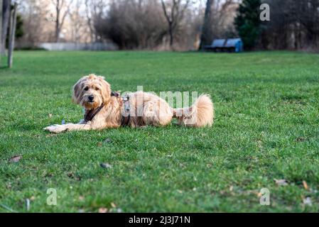 Cremefarbener Hund, Goldendoodle, auf einer Wiese liegend Stockfoto