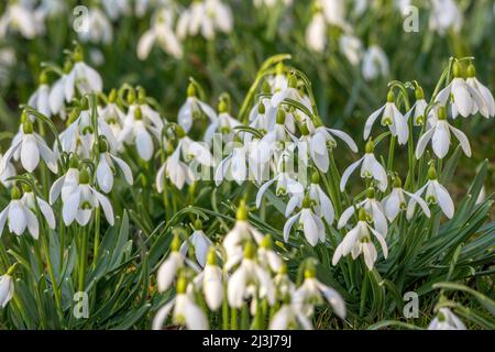 Vorboten des Frühlings, blühende Schneeglöckchen, Galanthus nivalis, Bayern, Deutschland, Europa Stockfoto