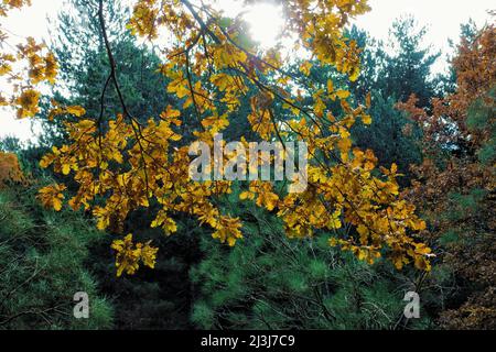 Herbstblätter aus Eichenholz im Ätna Park, Sizilien Stockfoto