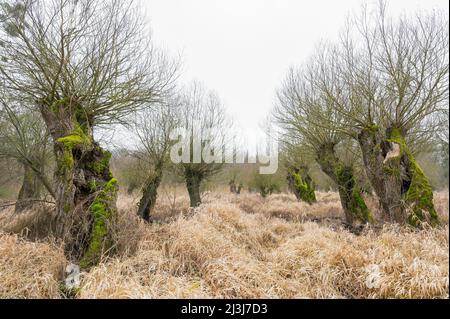 Alte bestäubelte Weiden in einer Aue, Salix viminalis, Januar, Winter, Hessen, Deutschland, Europa Stockfoto