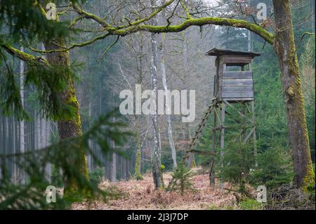 Hochsitz im Wald, Spessart, Januar, Hessen, Deutschland, Europa Stockfoto