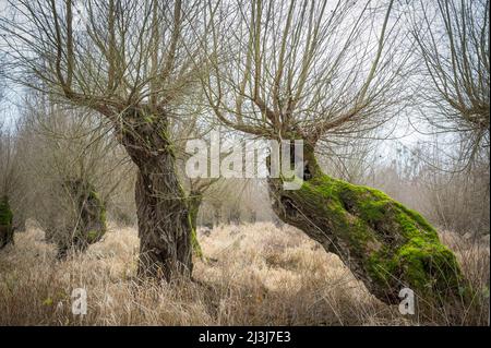 Alte bestäubelte Weiden in einer Aue, Salix viminalis, Januar, Winter, Hessen, Deutschland, Europa Stockfoto