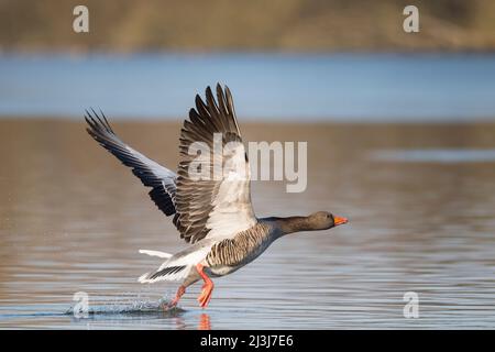 Startgans (Anser anser) auf einem Teich, Februar, Hessen, Deutschland Stockfoto