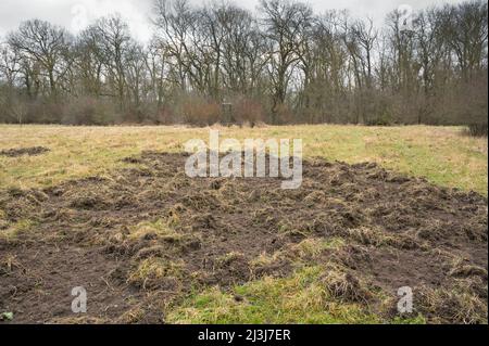 Wildschäden durch Wildschweine auf einer Wiese, Januar, Hessen, Deutschland Stockfoto