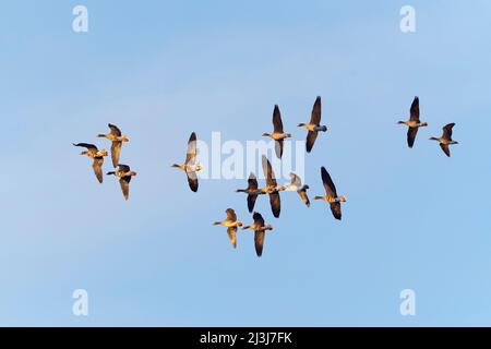 Fliegende Weißstirnergänse (Anser albifrons), Februar, Hessen, Deutschland Stockfoto