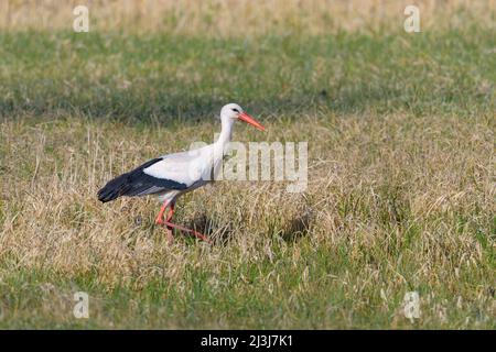 Weißstorch auf einer Wiese, Ciconia ciconia, Frühling, Hessen, Deutschland Stockfoto