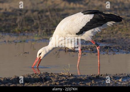 Weißstorch auf der Nahrungssuche in einem Teich (Ciconia ciconia), Hessen, Deutschland Stockfoto