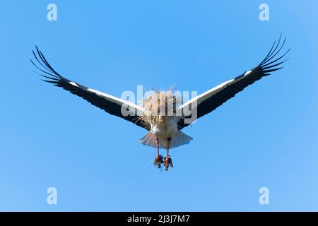 Fliegender Weißstorch (Ciconia ciconia) mit Nistmaterial, Frühling, Hessen, Deutschland Stockfoto