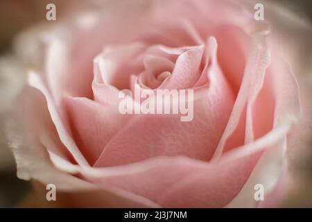 Eine zarte rosa Rose, Makroaufnahme Stockfoto